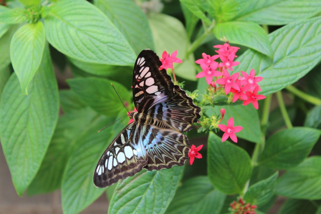 Butterfly House