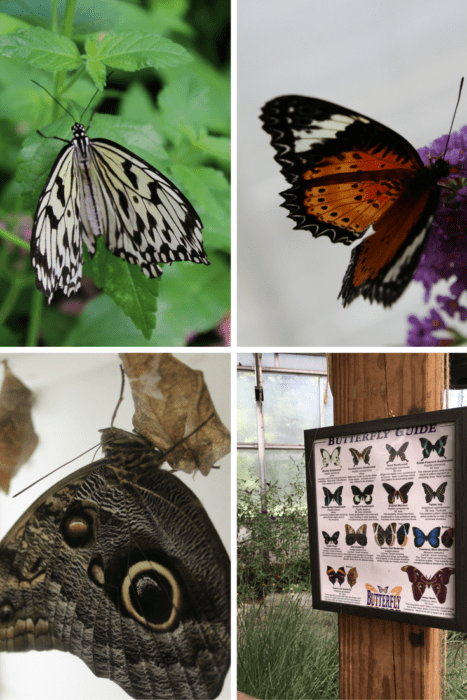 Butterfly House at Put-In-Bay