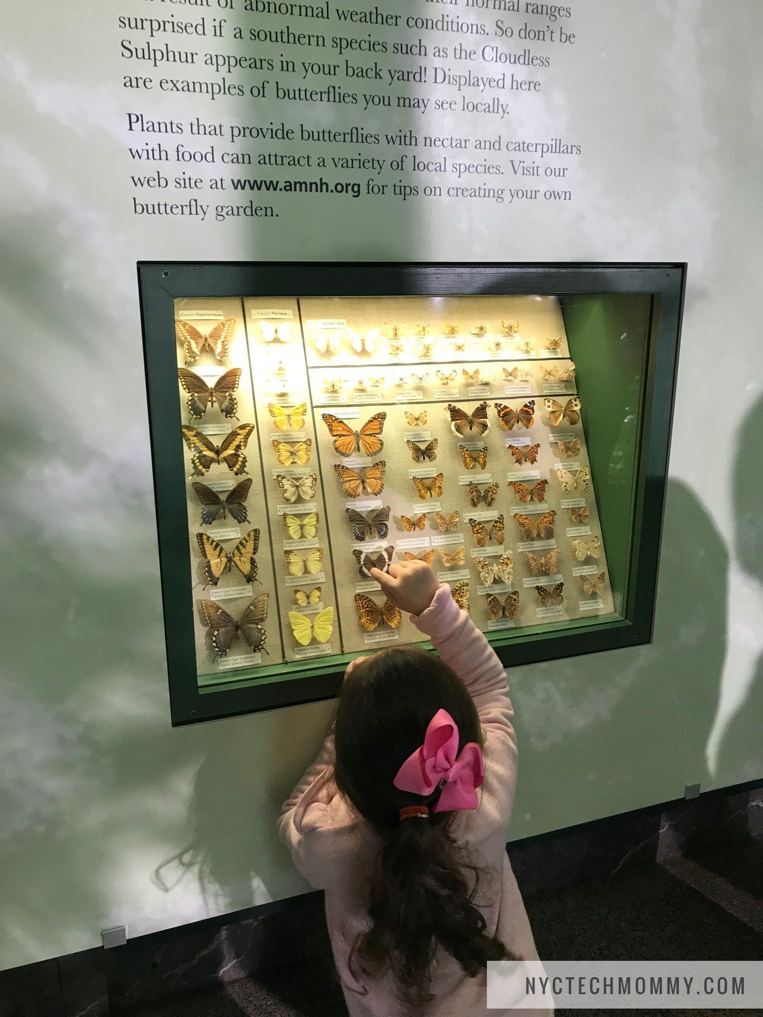 Butterflies at AMNH
