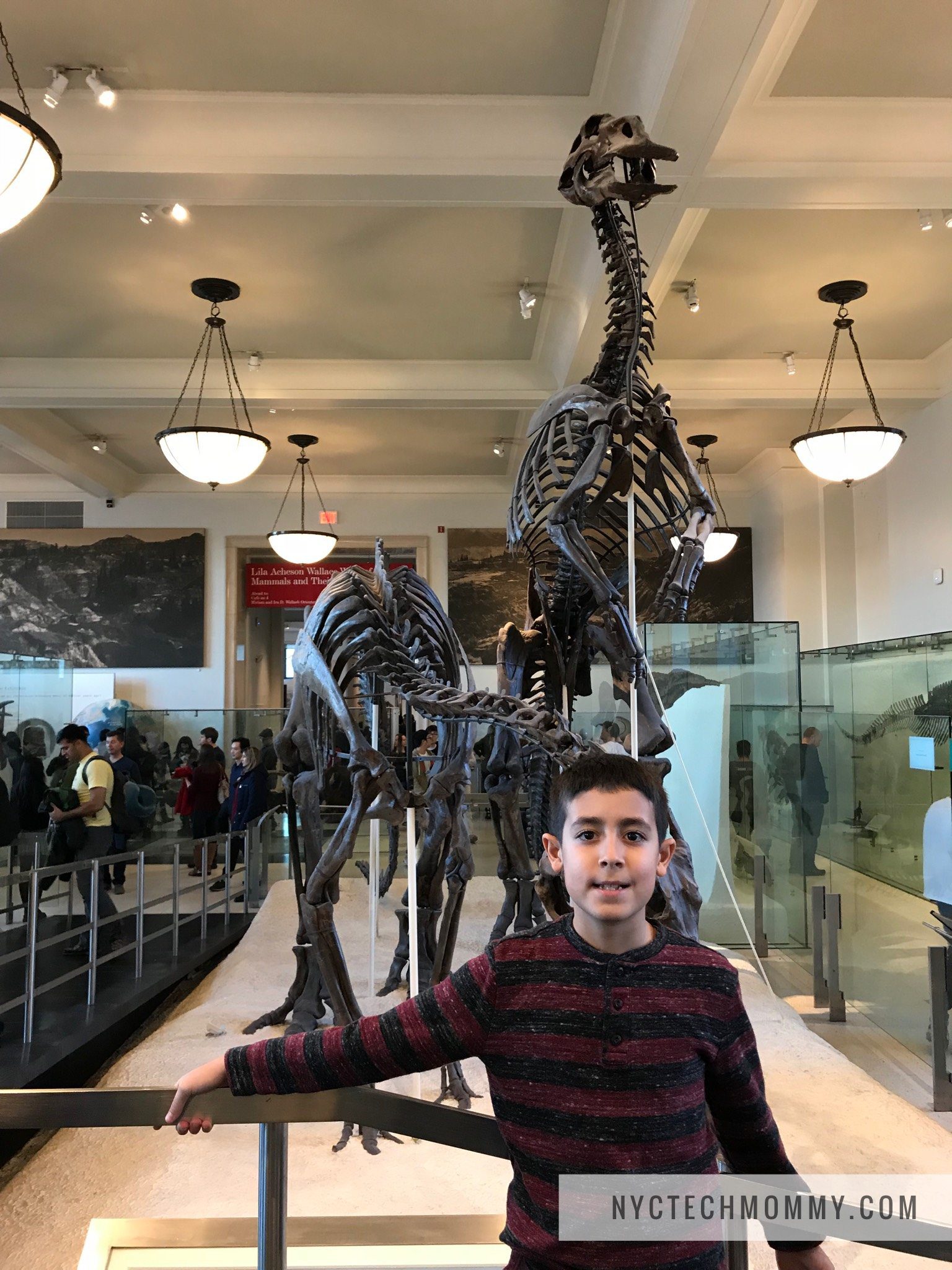 Dinosaurs at AMNH