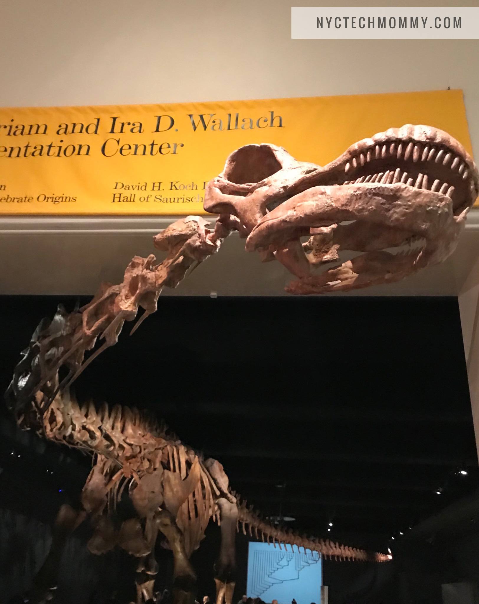 Titanosaur AMNH