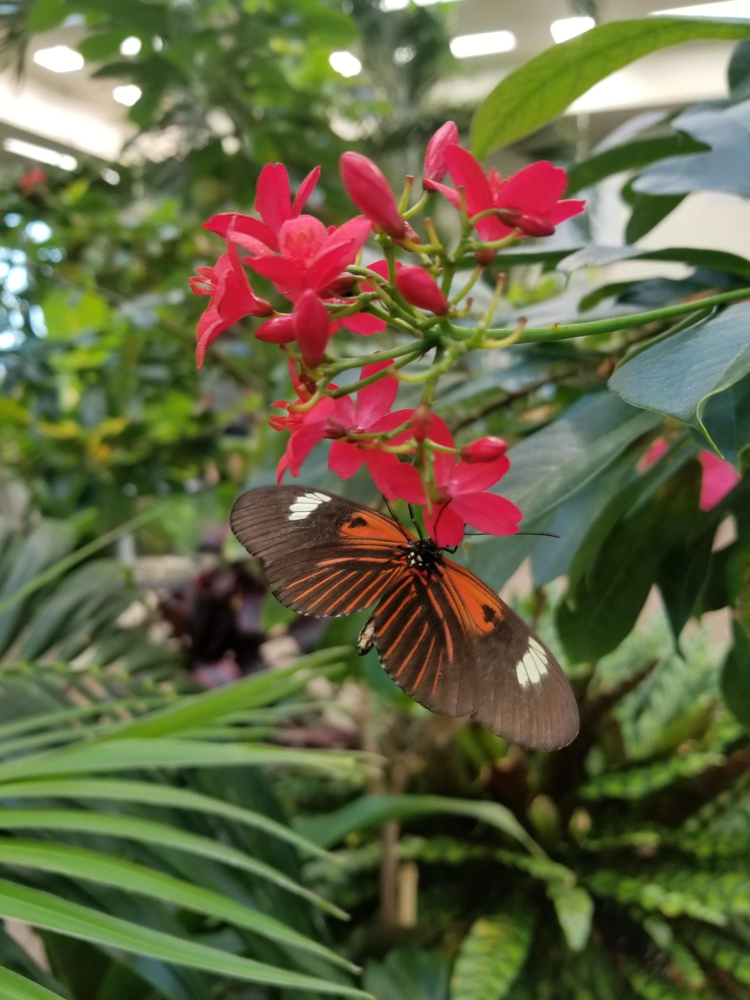 Hershey Gardens Butterfly Atrium