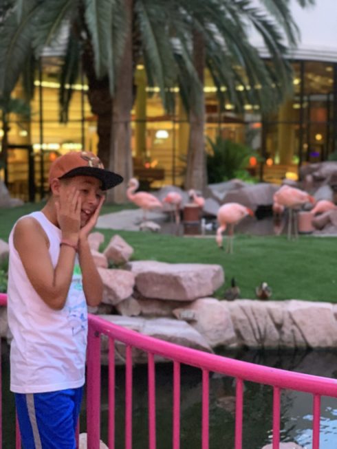 Visit the Flamingos in Las Vegas with kids
