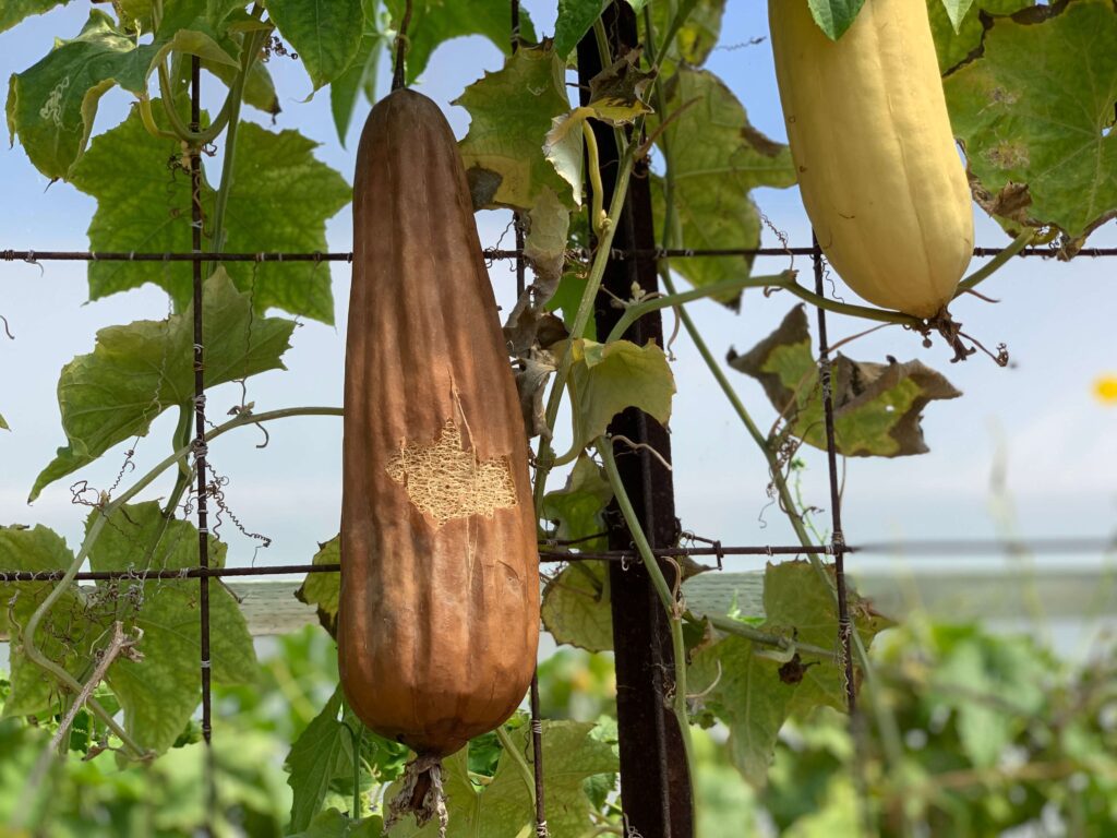 How does a luffa grow at the Luffa Farm?